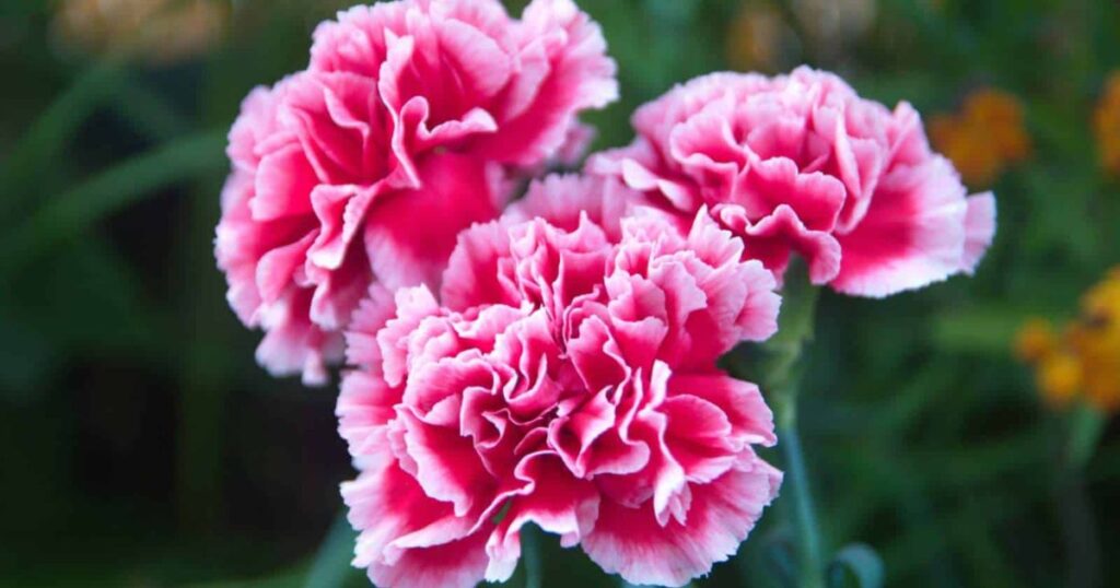 Carnations
