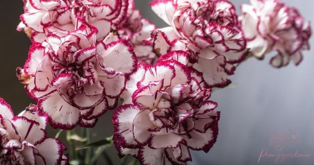 Carnations (Double Carnations)