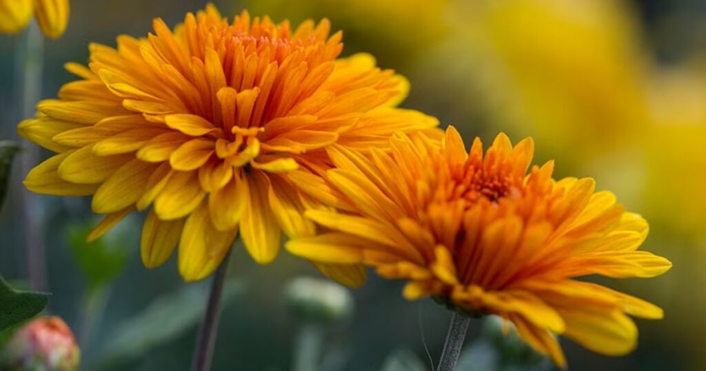 Chrysanthemums
