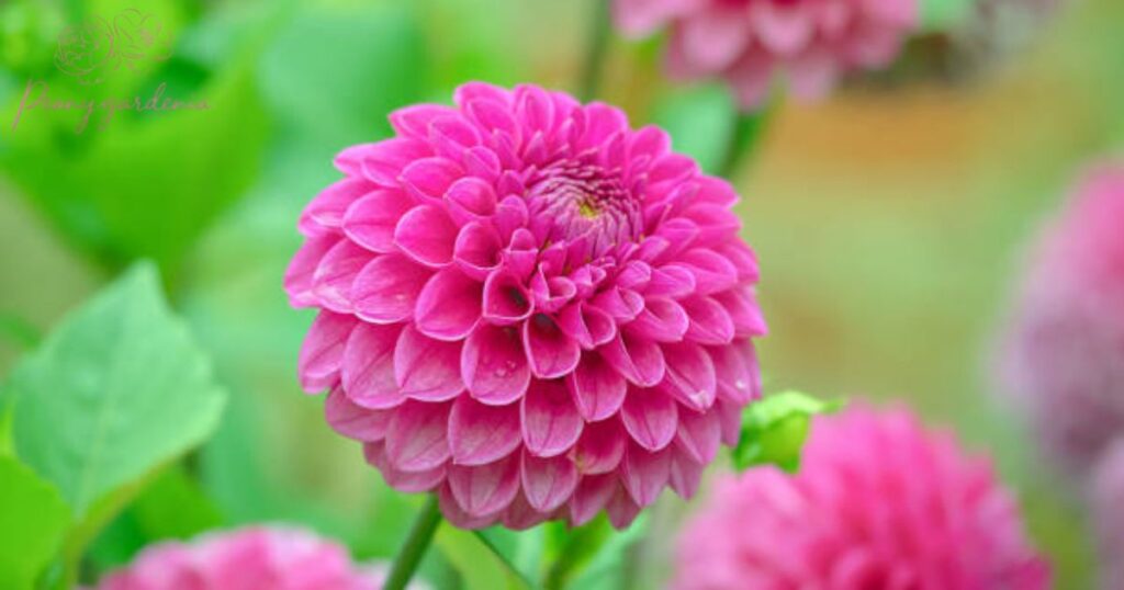 Chrysanthemums (Pom-Pom Varieties)