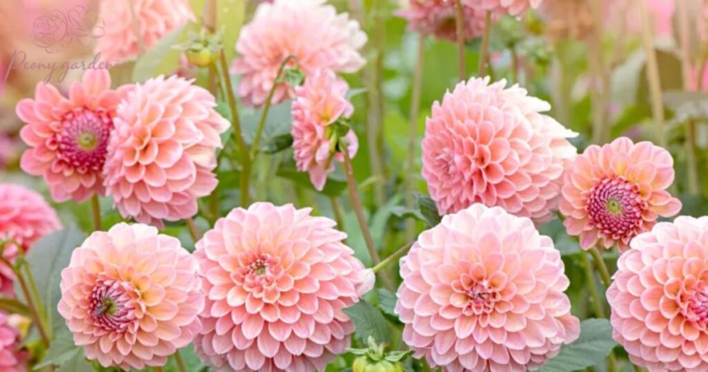 Dahlias