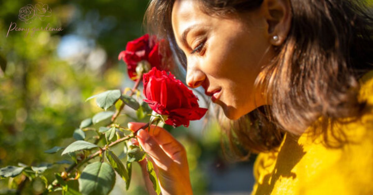 Do Peonies Smell Good?