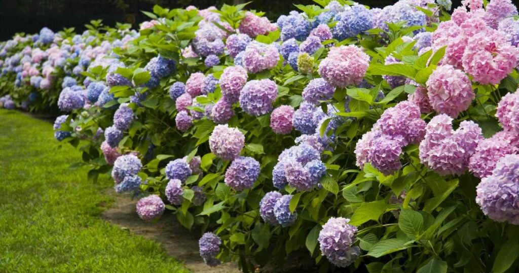 Hydrangeas