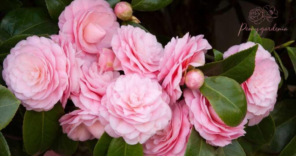 Camellias: Elegant and Graceful