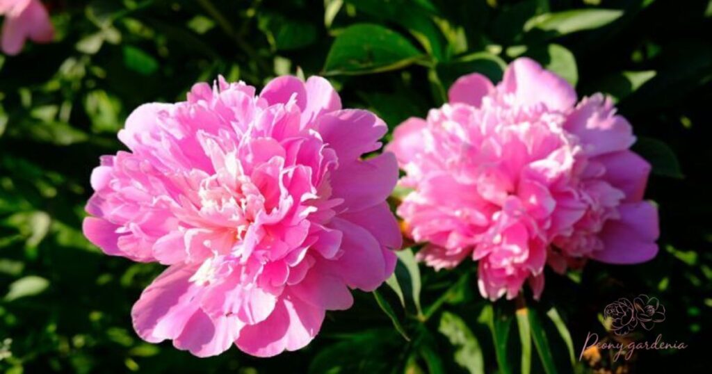 Can You Split a Peony in Bloom?