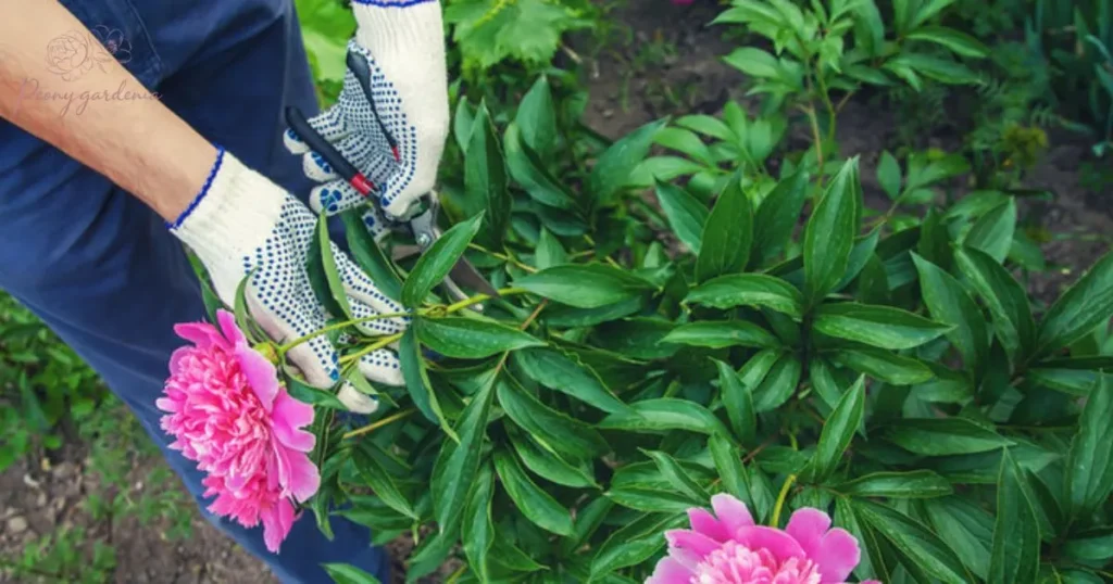 Caring for Peonies After Planting