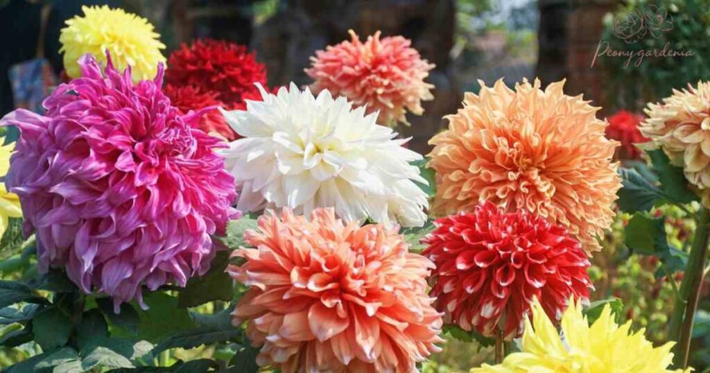 Dahlias: Bold and Colorful