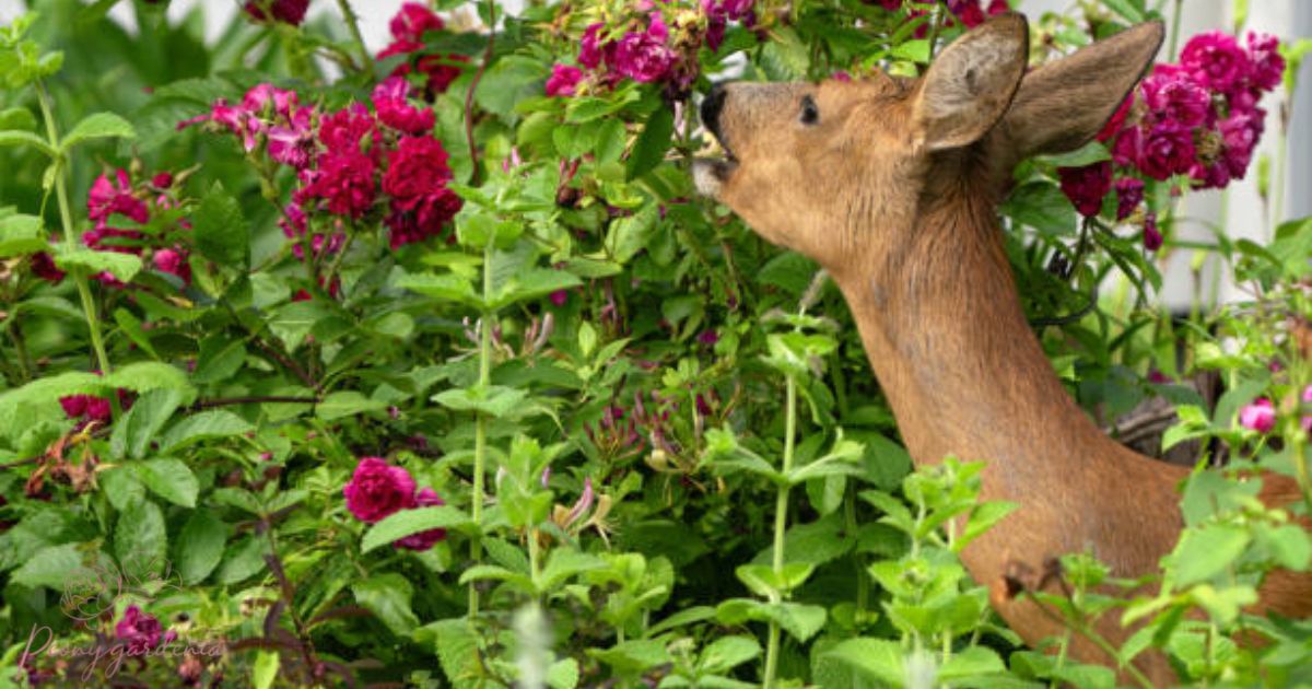 Do Deer Eat Peonies? Tips to Protect Your Blooms