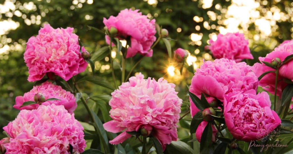 Do Peonies Bloom All In Summer?