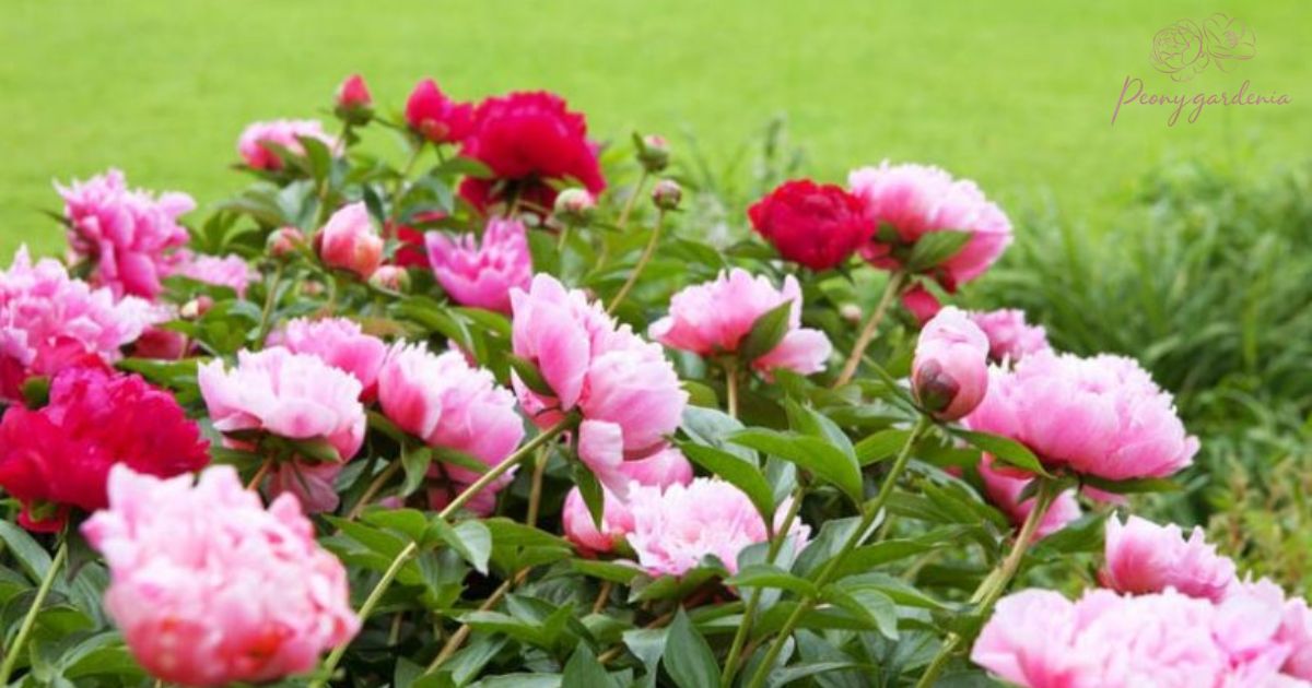 Do peonies bloom all summer?