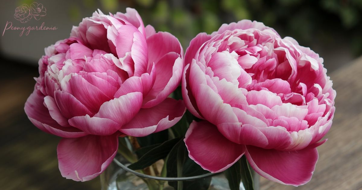 Double flower peony