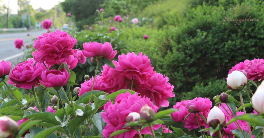 How to Extend Peony Blooms in Your Garden