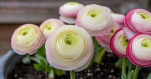 How to Grow Ranunculus