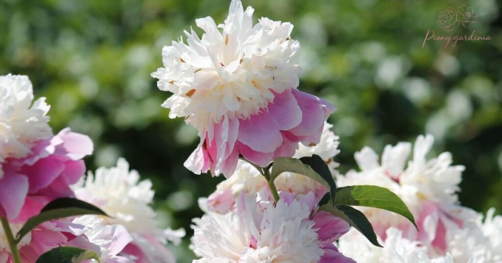 How to Select the Fragrant Peonies