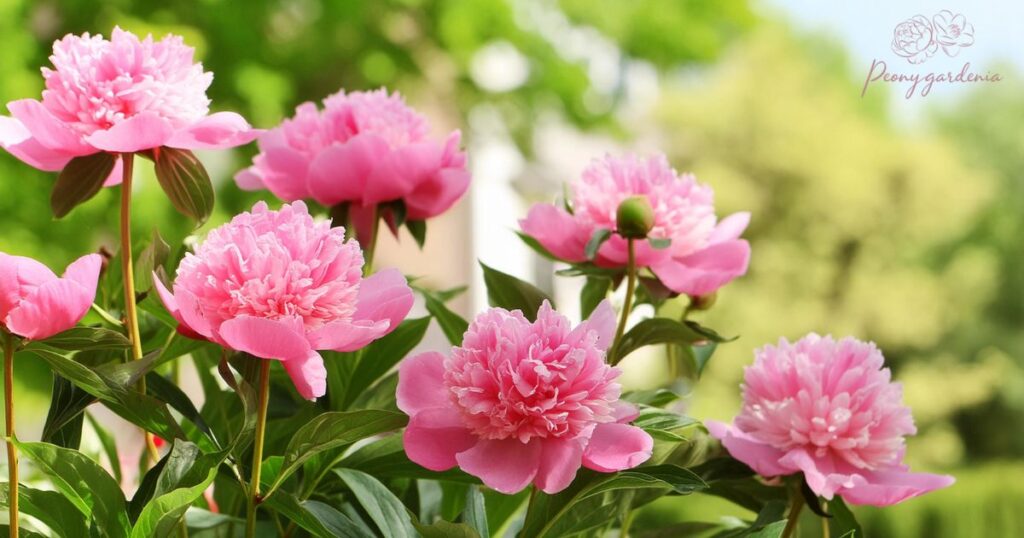 Incorporating Peonies Into Daily Life