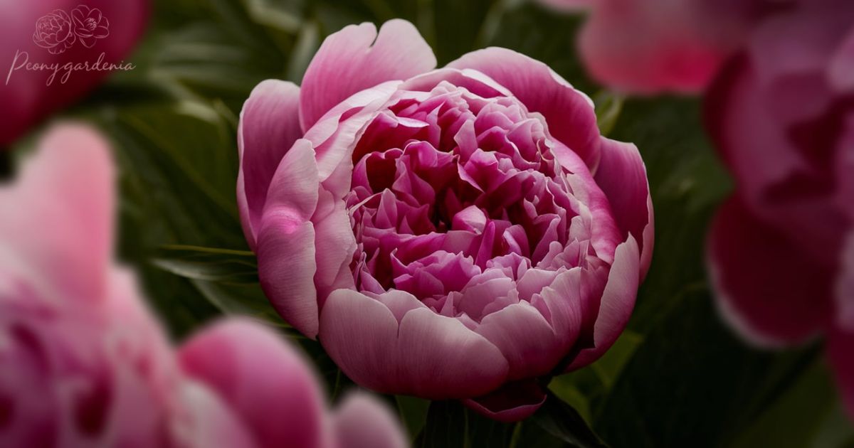 Peony flower meaning in love