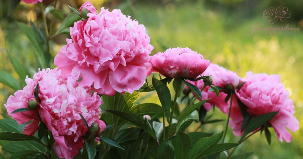 Step-by using-Step Guide to Splitting a Peony