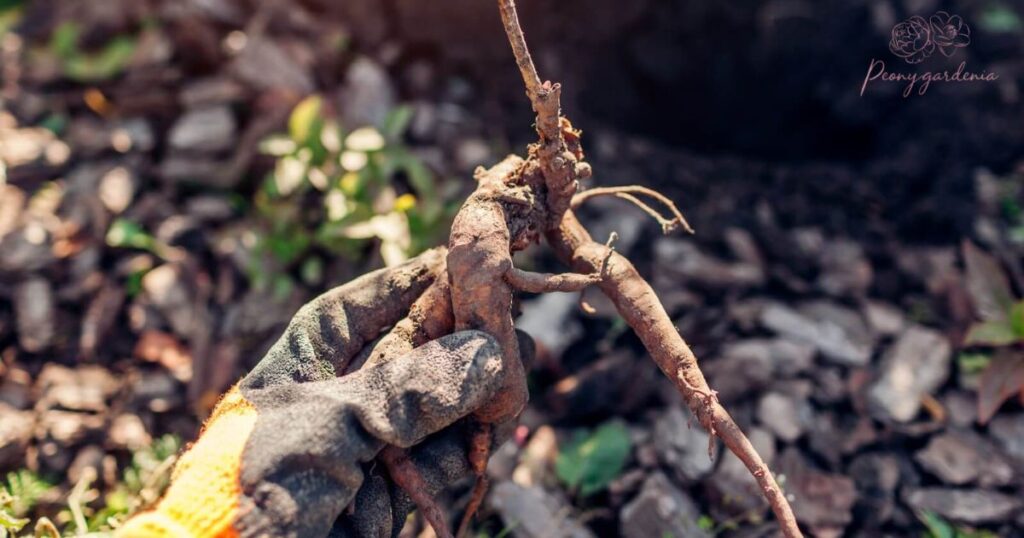 The Right Time to Plant Peony Roots