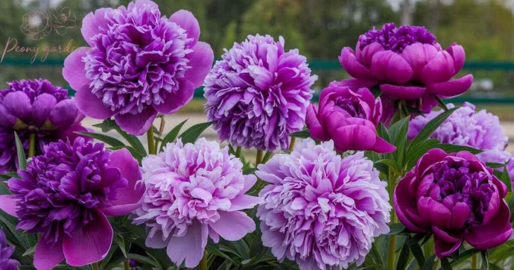 Varieties of Purple Peony Flowers