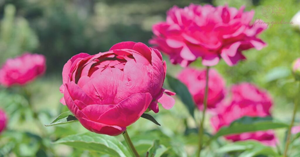 What Affects Peony Blooming?