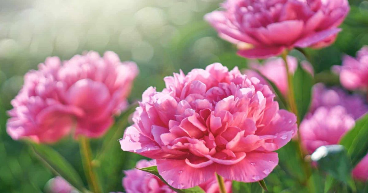 What Flowers Look Like Peonies?