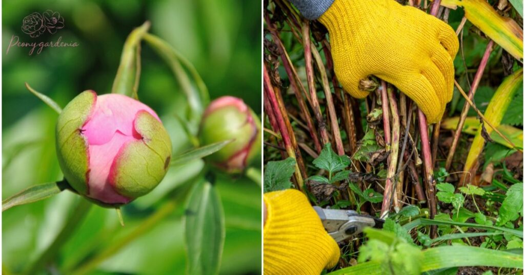 Why Don’t Peonies Bloom All Summer?