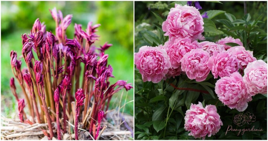 Why Split a Peony?