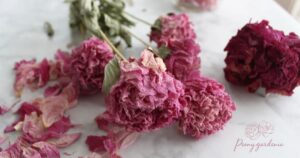 Do peonies dry well