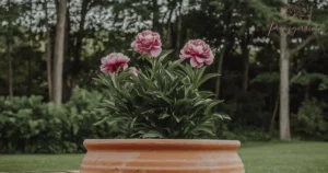 Do peonies grow well in pots