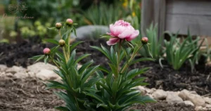 First-Year Peony Growth Cycle