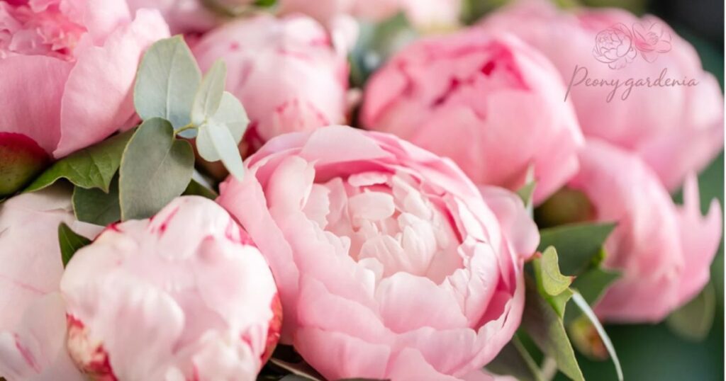 How Did the Peony Flower Get Its Name?