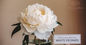 How to Grow beautiful White Peonies