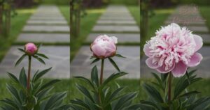 Peony Growth Stages