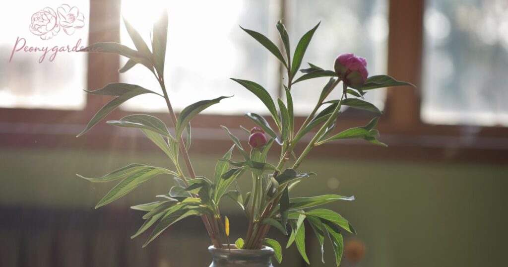 Sunlight and Peony Shoots