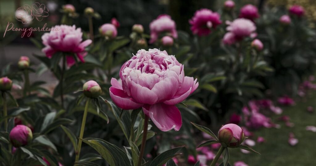 Understanding Peony Blooming Cycles