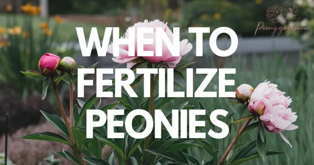 When to Fertilize Peonies