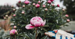 How Often to Water Peonies