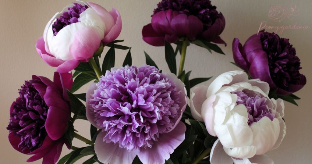 Less Common Peony Colors