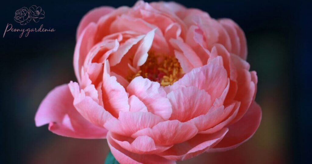 Symbolism and Cultural Significance of Peonies