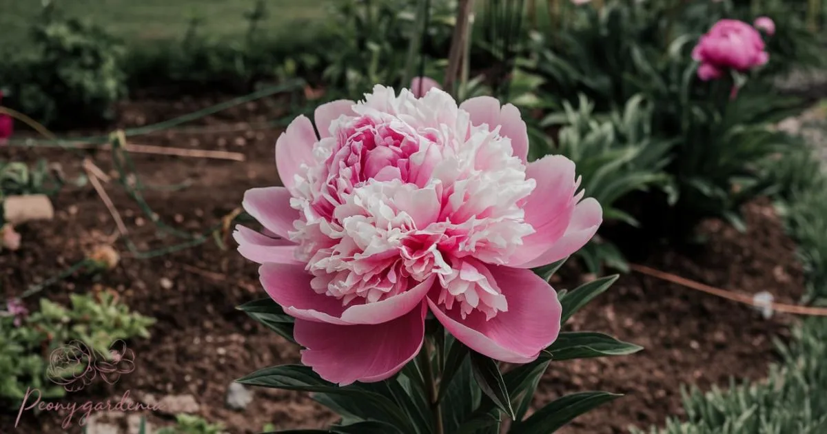 Are Peony Used For Ground Cover?