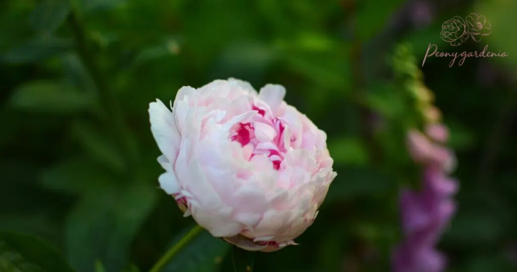 Best Fertilizers for Peonies