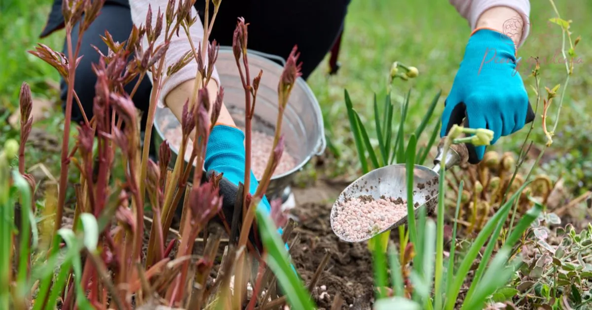 Do Peony Fertilizer