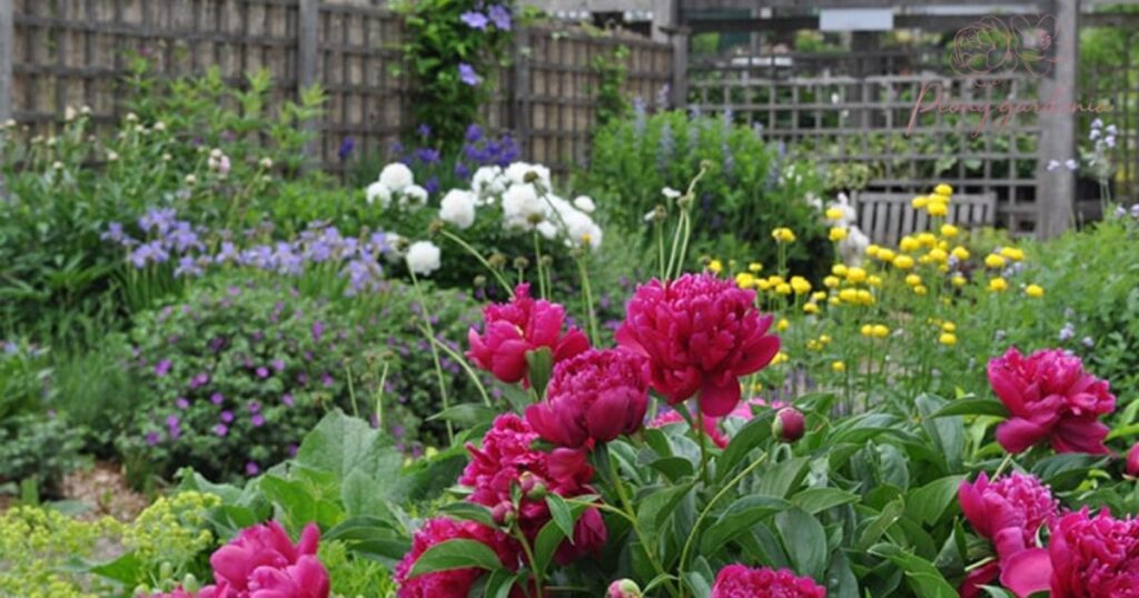 Fertilizing Potted vs. Garden Peonies