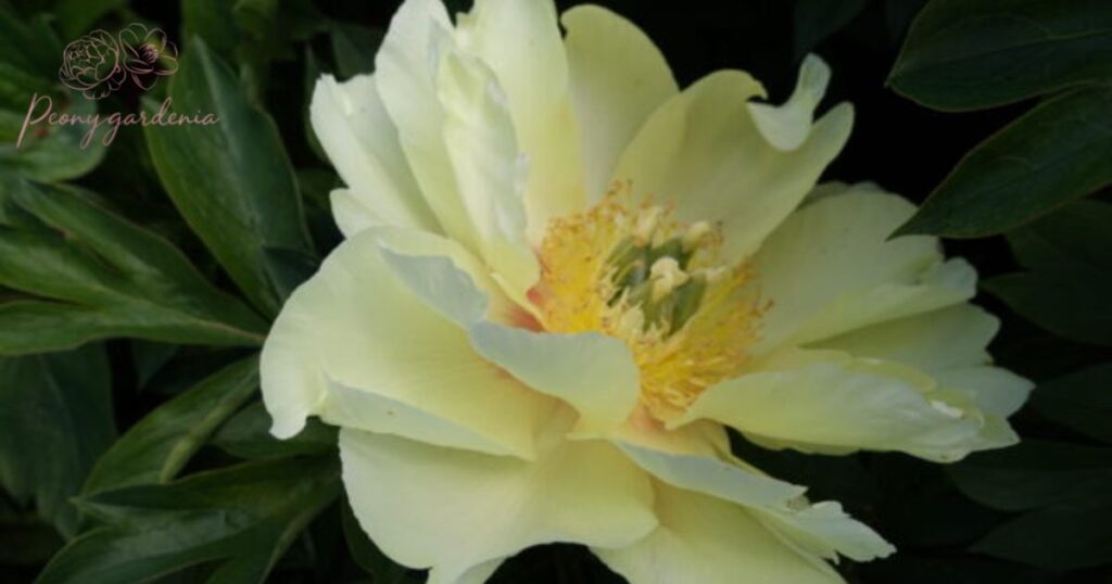 Growth and Blooming Season of Prairie Charm Peonies