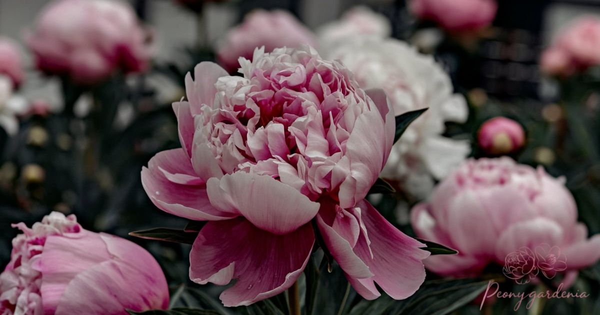 How Much Nutrients Does Peony Need?