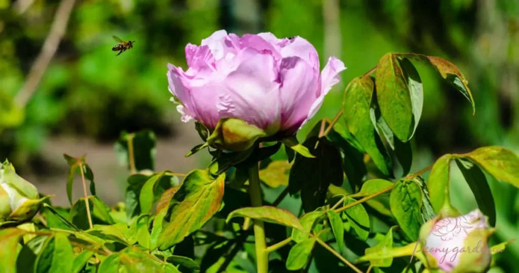 How to Deal with Peony Fungal Issues Caused by Pests