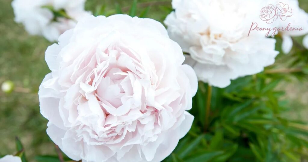 How to Fertilize Peonies: Step-by-Step Guide