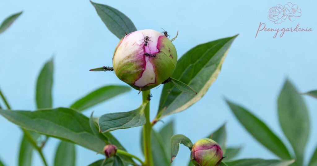 Natural Pest Control Methods for Peonies