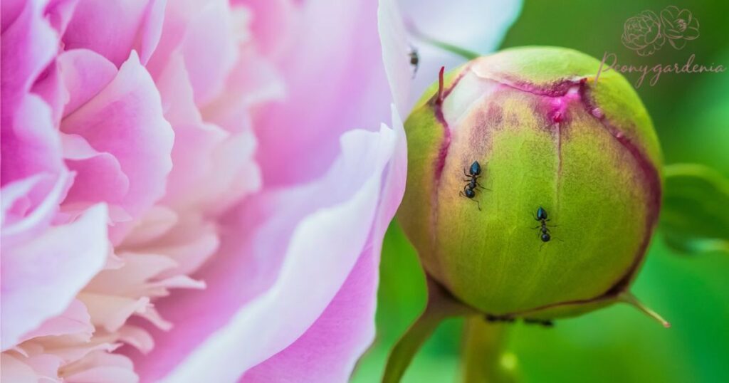 Signs of Pest Infestation on Peonies