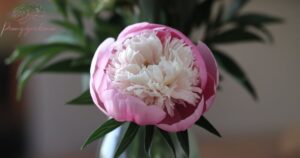 What is the Focal Point of Peonies?